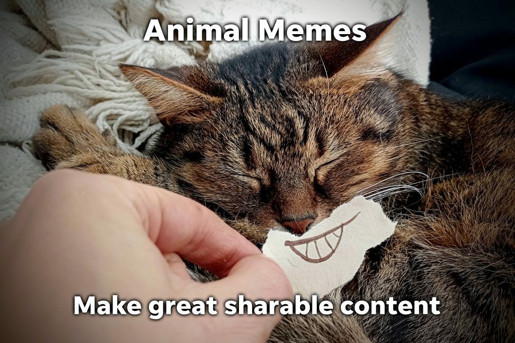 sleeping cat with smiley face. Text saying animal memes make great sharable content